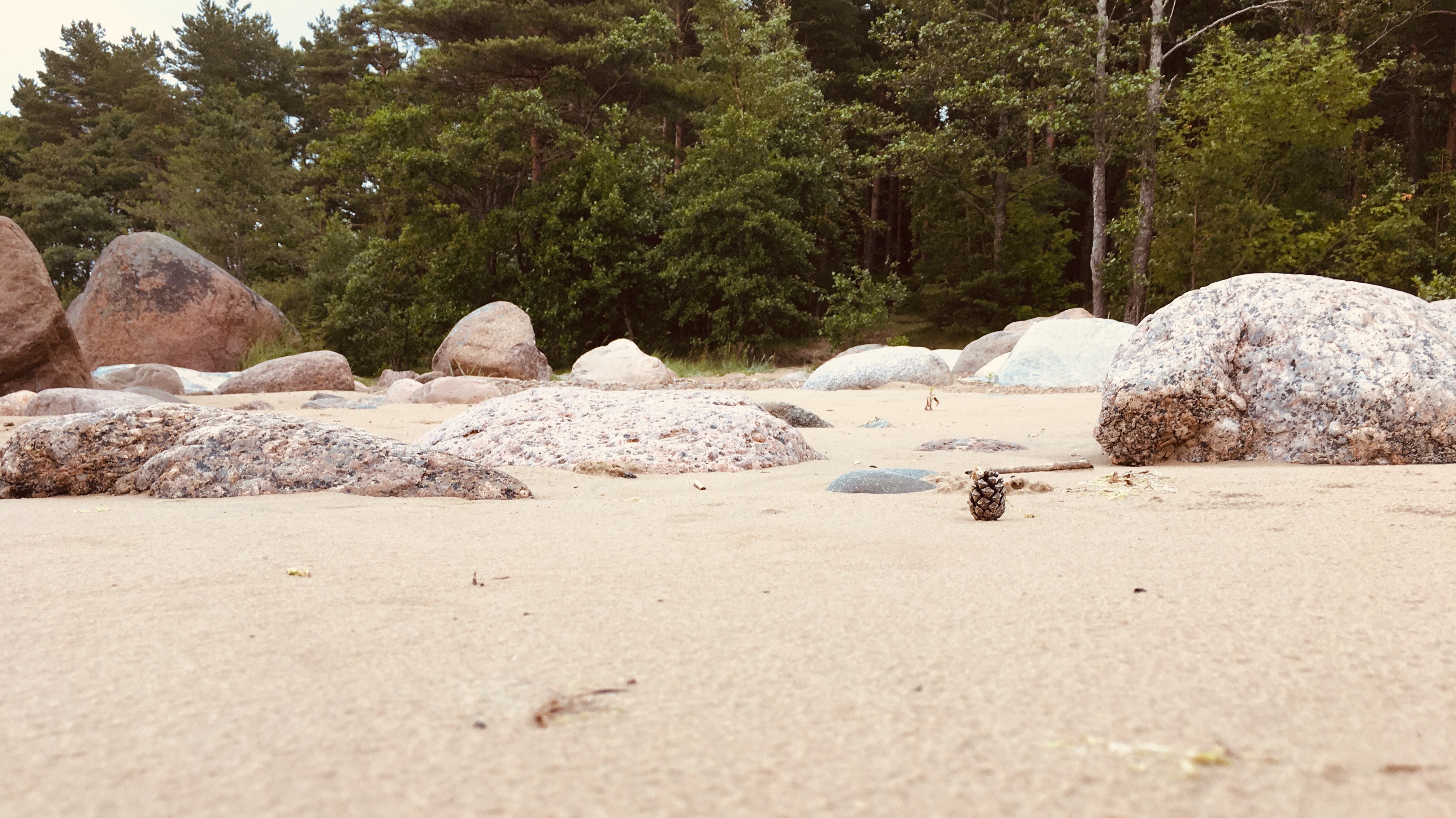 Сосновый бор